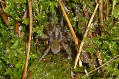 Trochosa