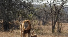 Panthera leo melanochaita
