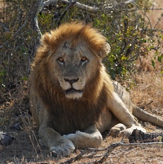 Panthera leo melanochaita
