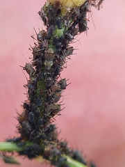 Uroleucon sonchi