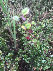 Chenopodium robertianum