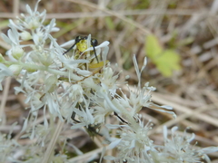Tenthredo finschi