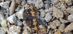 Chlosyne californica