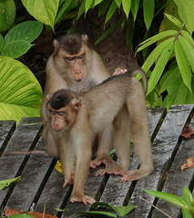 Macaca nemestrina