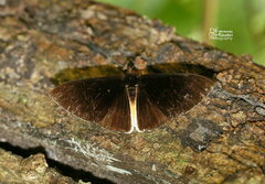 Lygniodes schoenbergi