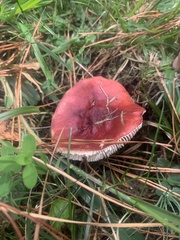 Russula torulosa