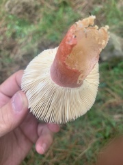 Russula torulosa