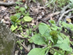 Elephantopus carolinianus