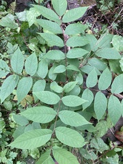 Juglans nigra
