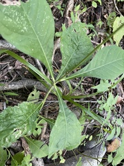 Elephantopus carolinianus