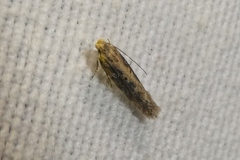 Scrobipalpa ocellatella