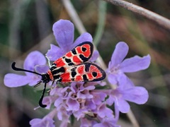 Zygaena fausta