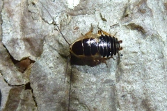 Ectobius sylvestris