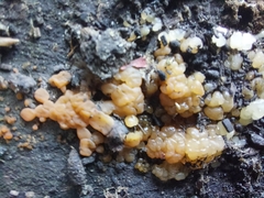 Hydropisphaera peziza