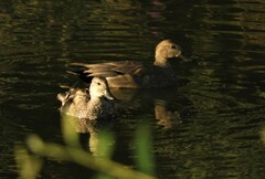 Mareca strepera strepera