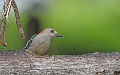 Melanerpes rubricapillus