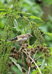 Carduelis carduelis
