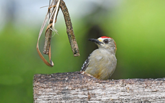 Melanerpes rubricapillus
