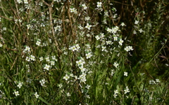 Heliophila acuminata