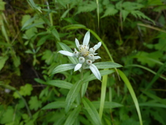 Leontopodium