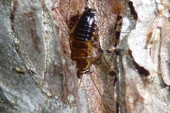 Ectobius sylvestris