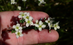 Heliophila acuminata