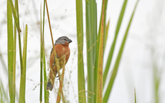 Sporophila minuta