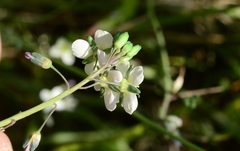 Heliophila acuminata