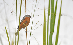 Sporophila minuta