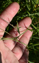 Heliophila acuminata