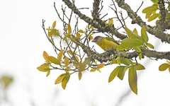 Cyclarhis gujanensis