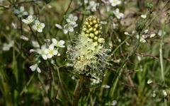 Echiostachys incanus