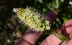 Echiostachys incanus