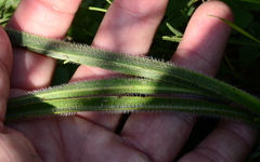 Echiostachys incanus