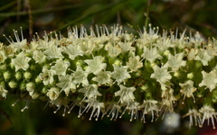 Echiostachys incanus