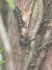 Scolopendra subspinipes