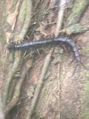 Scolopendra subspinipes