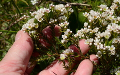 Diosma