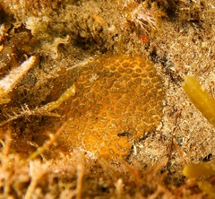 Plesiastrea versipora