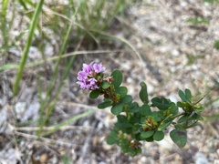 Lespedeza violacea