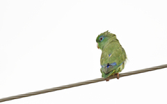 Forpus conspicillatus