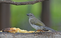 Saltator striatipectus