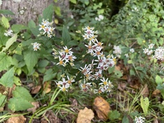 Eurybia divaricata