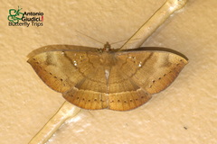 Lygniodes endoleucus