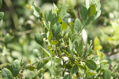 Osyris lanceolata
