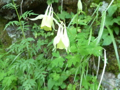 Aquilegia