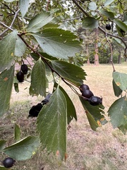 Crataegus douglasii