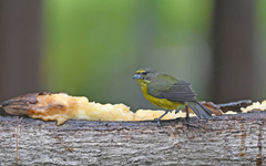 Euphonia concinna