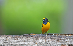 Euphonia concinna