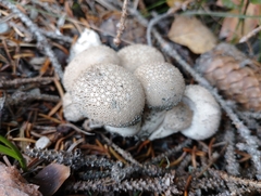 Lycoperdon